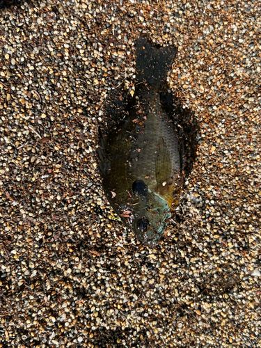 ブルーギルの釣果
