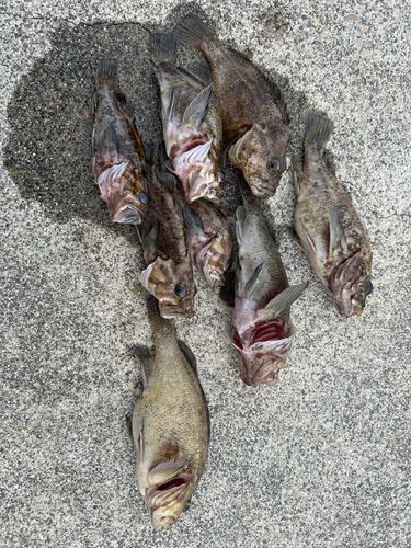 オウゴンムラソイの釣果