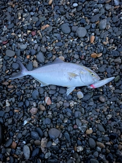 ショゴの釣果