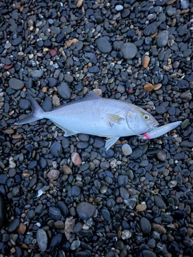 ショゴの釣果