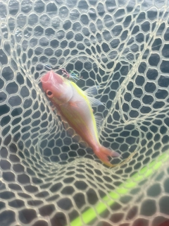 イトヨリダイの釣果