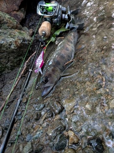 ヤマメの釣果