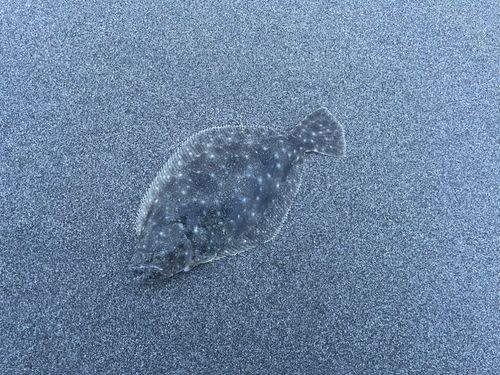 ソゲの釣果