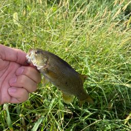 スモールマウスバス