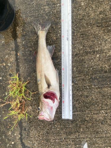 マダカ（マルスズキ）の釣果