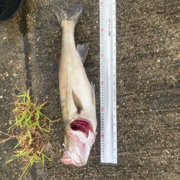 マダカ（マルスズキ）