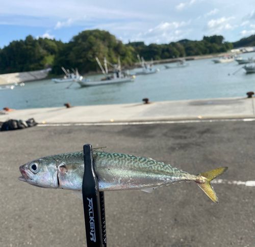 サバの釣果