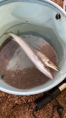 波松海岸