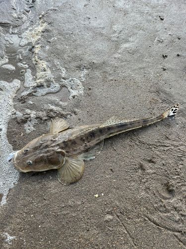 マゴチの釣果