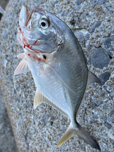 メッキの釣果