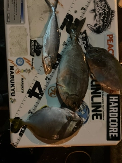イケカツオの釣果