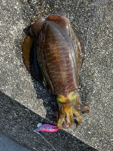 アオリイカの釣果