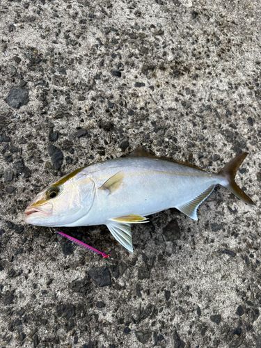 ネリゴの釣果