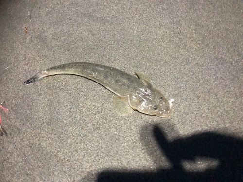 マゴチの釣果