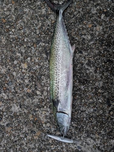 サゴシの釣果