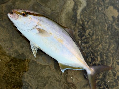 ネリゴの釣果