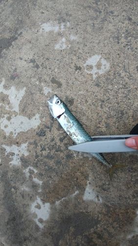 サバの釣果