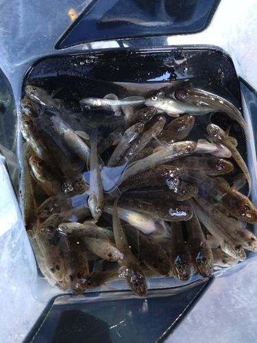 ハゼの釣果