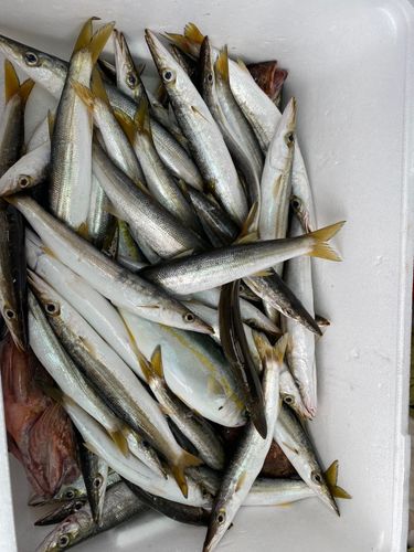 カマスの釣果