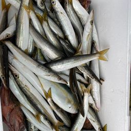 カマス