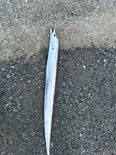 タチウオの釣果