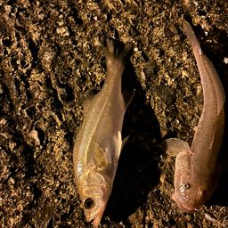 セイゴ（タイリクスズキ）