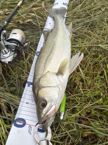 フッコ（マルスズキ）の釣果