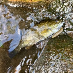 スモールマウスバス