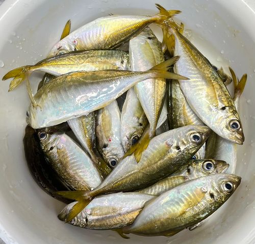豊浜漁港