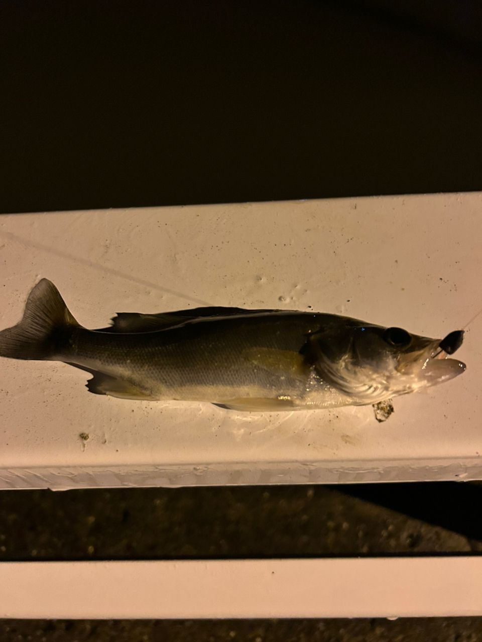 セイゴ（タイリクスズキ）