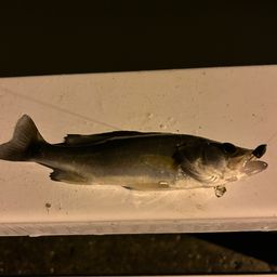 セイゴ（タイリクスズキ）