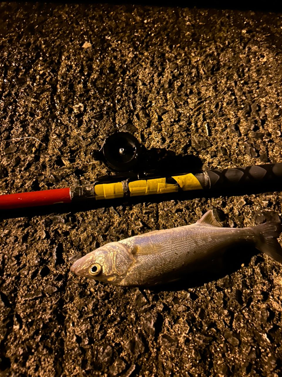 セイゴ（タイリクスズキ）