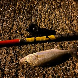 セイゴ（タイリクスズキ）