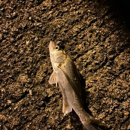 セイゴ（タイリクスズキ）