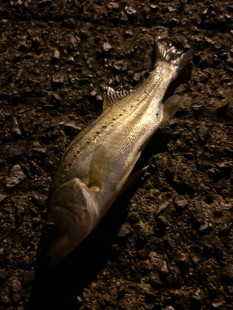 セイゴ（タイリクスズキ）