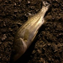 セイゴ（タイリクスズキ）