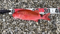 ホウライヒメジの釣果