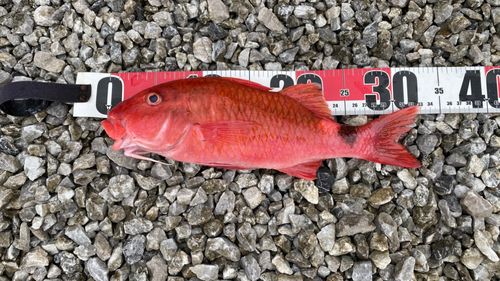ホウライヒメジの釣果