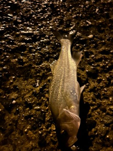 セイゴ（タイリクスズキ）の釣果