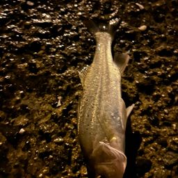 セイゴ（タイリクスズキ）