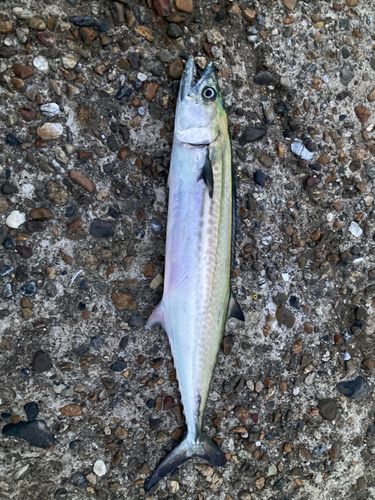 サゴシの釣果