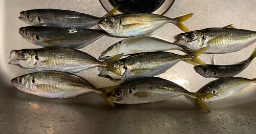 アジの釣果
