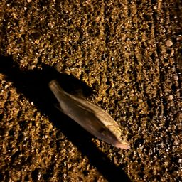 セイゴ（タイリクスズキ）