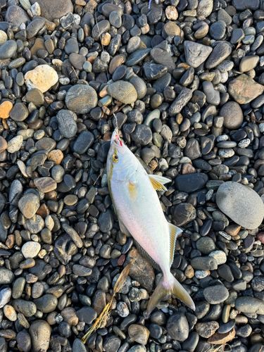 ショゴの釣果
