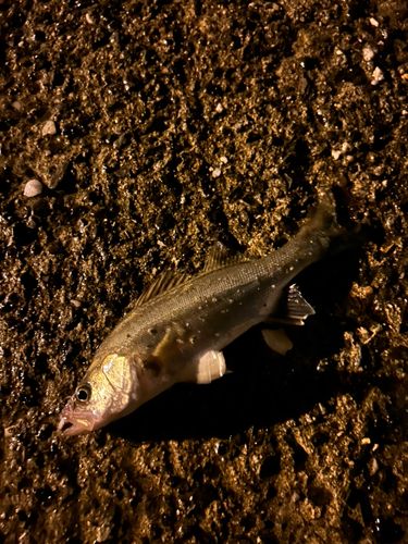 セイゴ（タイリクスズキ）の釣果