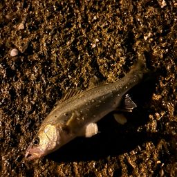 セイゴ（タイリクスズキ）