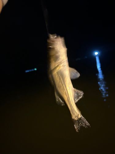 セイゴ（タイリクスズキ）の釣果
