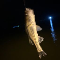 セイゴ（タイリクスズキ）