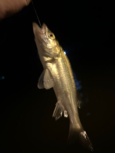 セイゴ（タイリクスズキ）の釣果