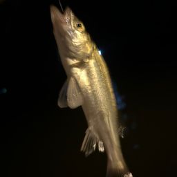 セイゴ（タイリクスズキ）